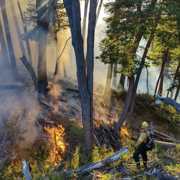 Incendio forestal (Parque Nacional Los Alerces) (1)