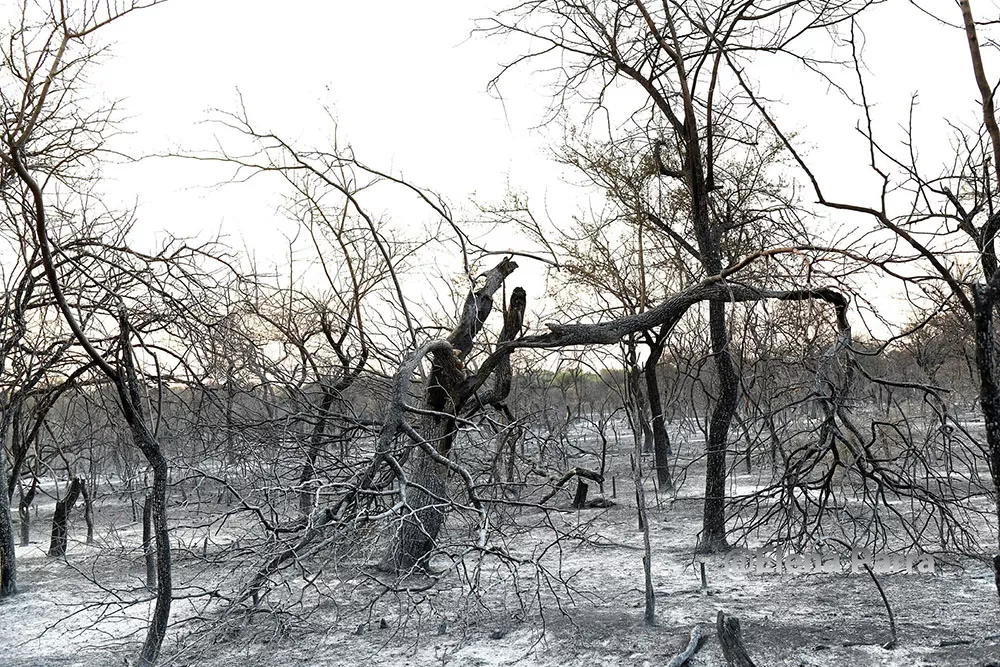incendio san marcos (2)