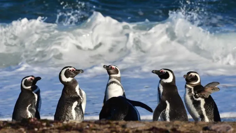 streaming-conicet-pinguinos