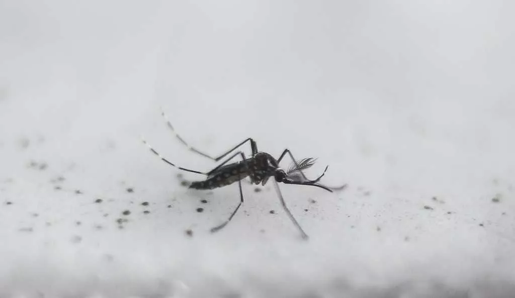 Dengue 3