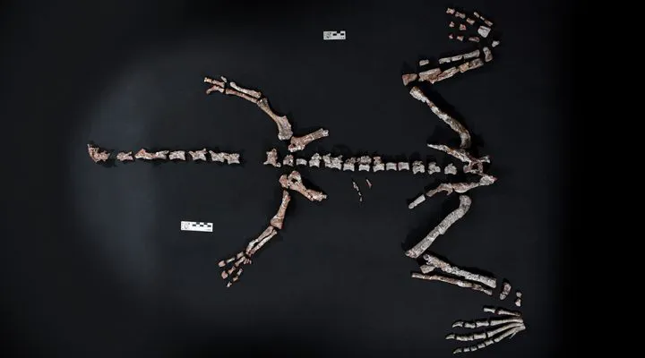 Hallazgo de dinosaurio en La Rioja (Conicet) 03