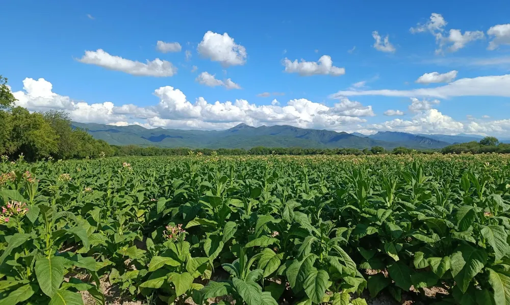 Agricultura by LNM