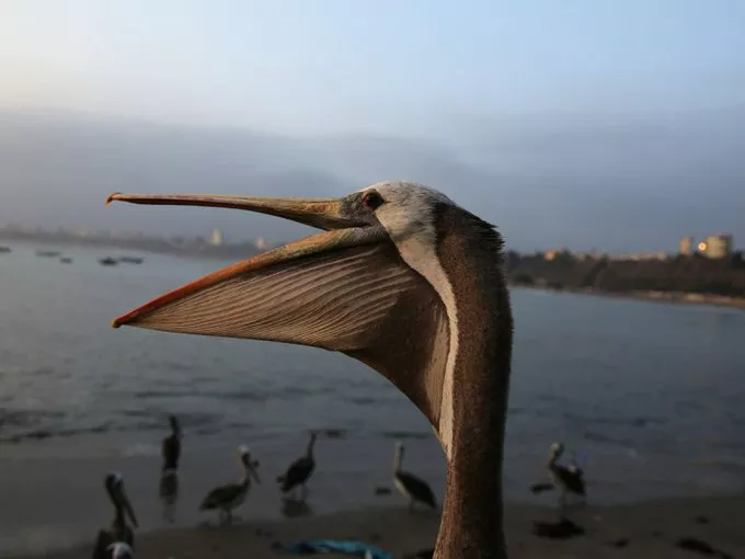 Pelícano gripe aviar Perú