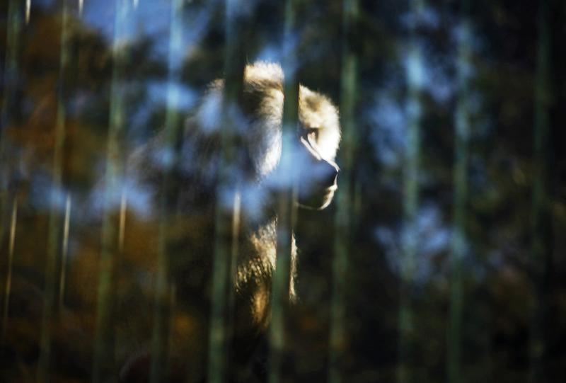 00ZOO