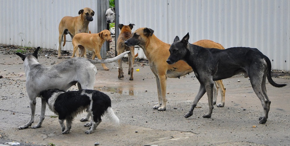 Perros callejeros
