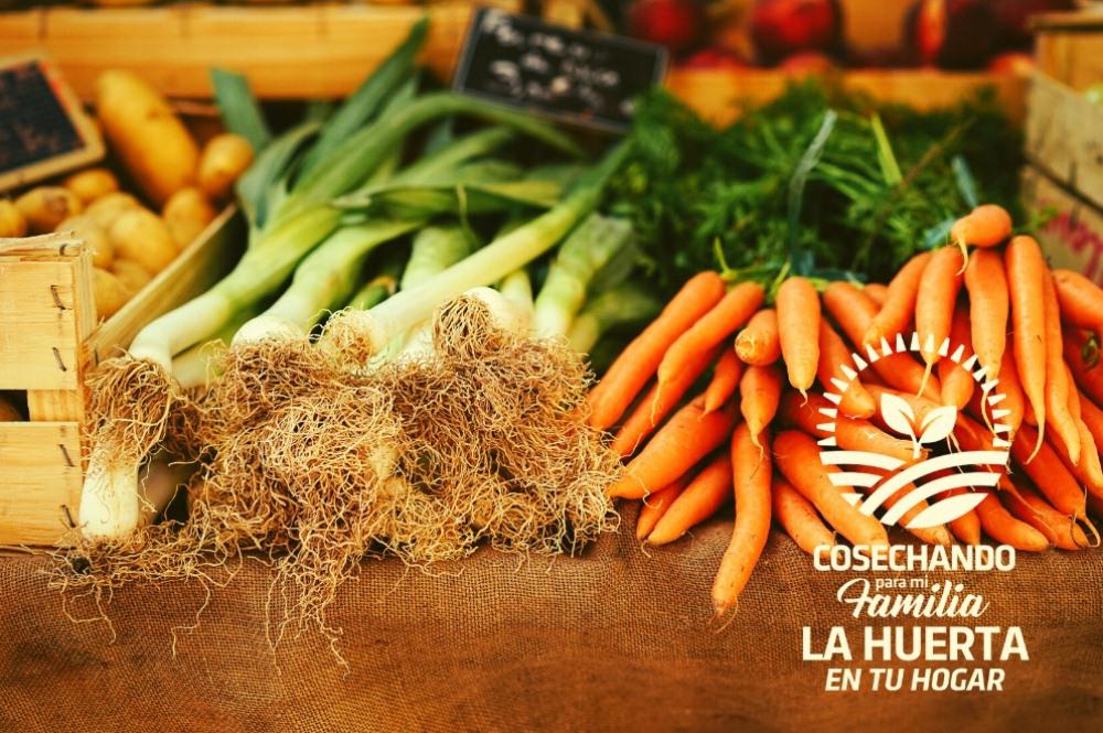 huerta en tu hogar