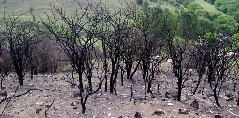incendiobosque
