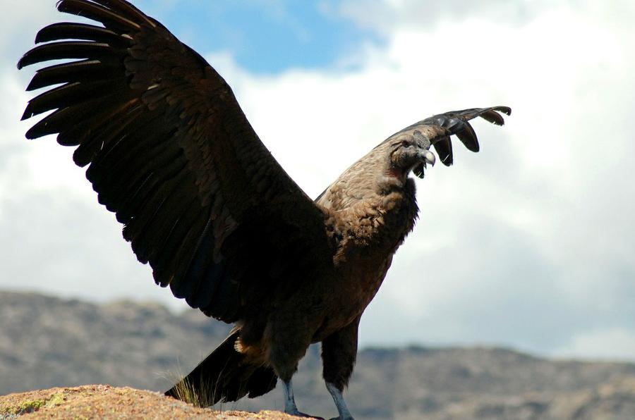 4-condor