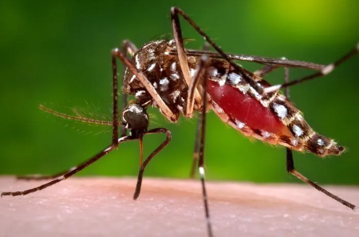Dengue (Ministerio de Salud de la Nación)