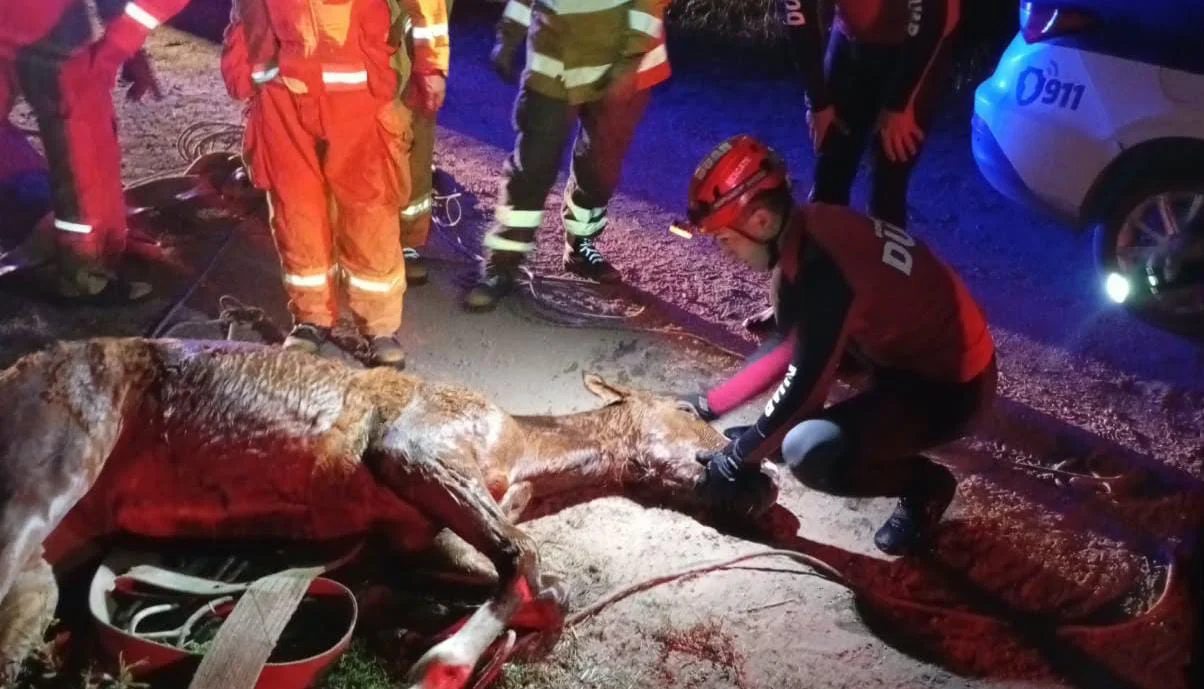 Potrillo by Prensa Policía