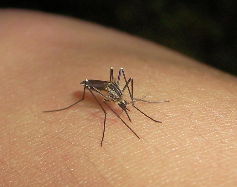 dengue