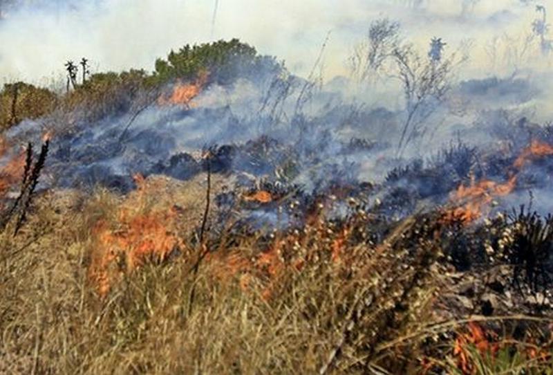 FOTO INCENDIO PASTIZALES