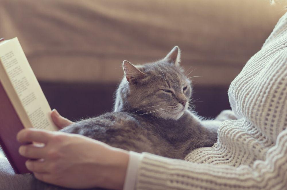 Gato en casa gentileza