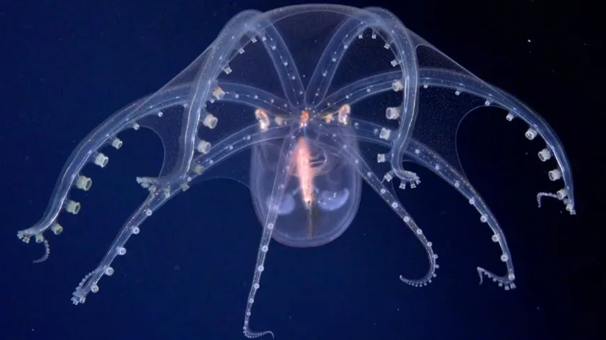 Conicet expedición en el fondo del mar by gentileza