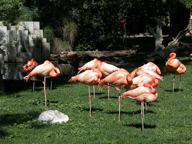 flamenco zoo ilustrativa