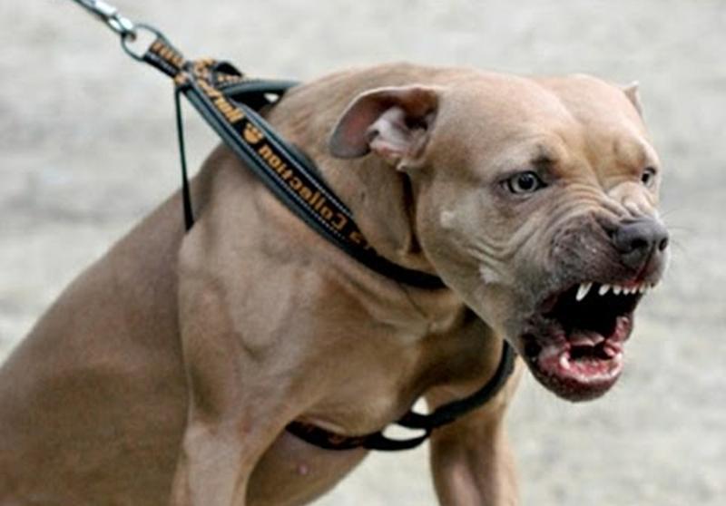 pitbull