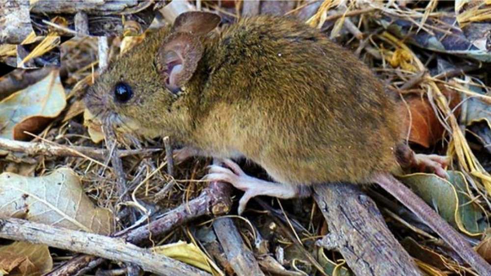 rata hantavirus