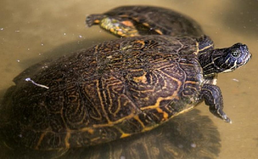 tortuta by unciencia