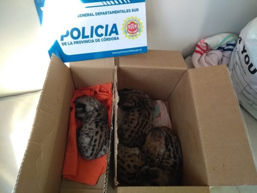 cachorritos puma