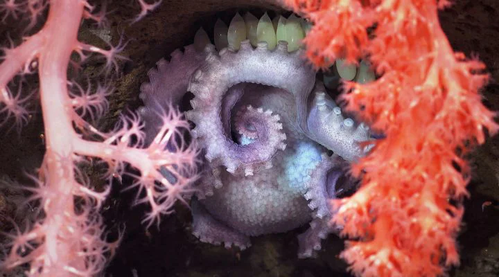 Exploración submarina del Schmidt Ocean Institute (Conicet) 8