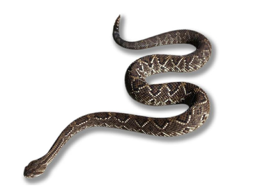 cascabel