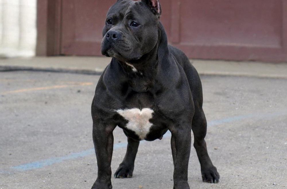 Pitbull