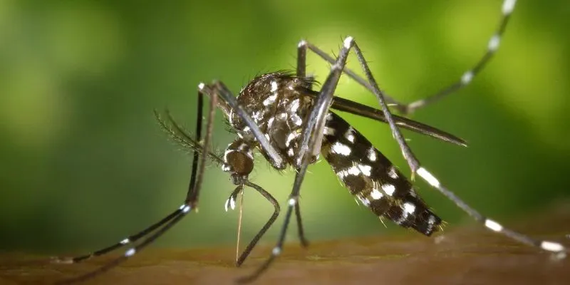 Aedes Aegypti (Municipalidad de Córdoba)