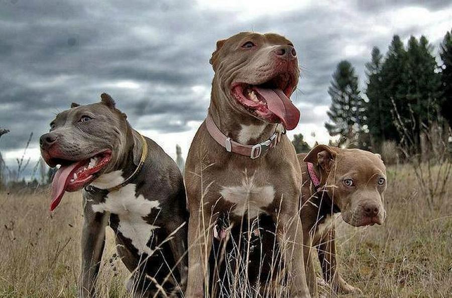 perros peligrosos