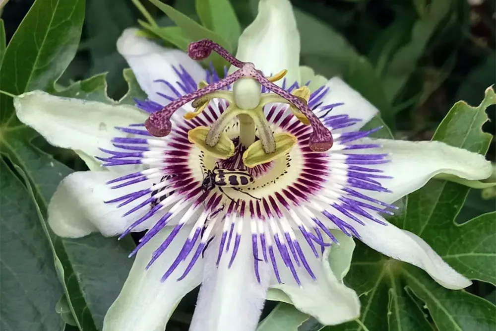NATURALEZA ESPONTÁNEA05