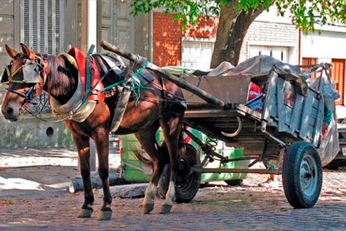 Licitarán la compra de vehículos para eliminar los carros traccionados a sangre Licitarán la compra de vehículos para eliminar los carros traccionados a sangre
