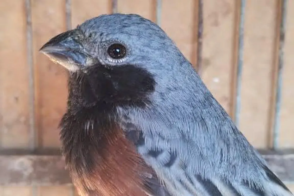 Aves rescatadas por Policía Ambiental (Gobierno de Córdoba)