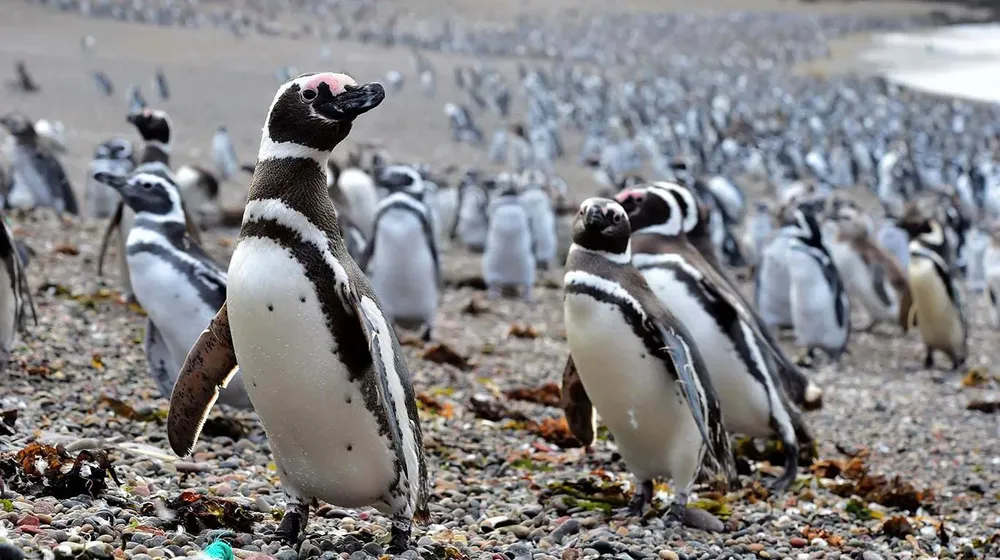 pinguino de magallanes muni de trelew