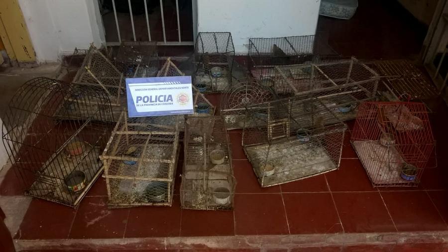 secuestro aves silvestres (2)