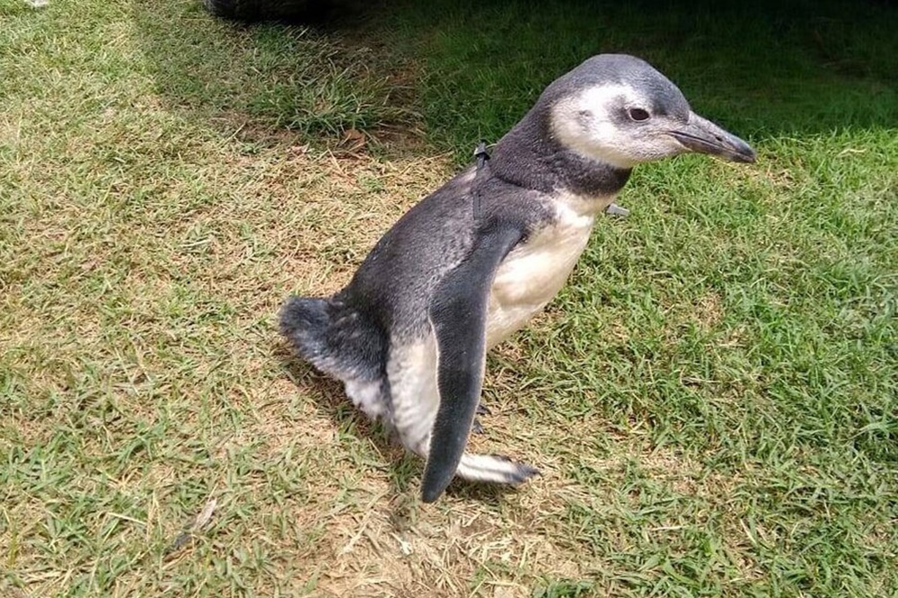 pingüino rescatado