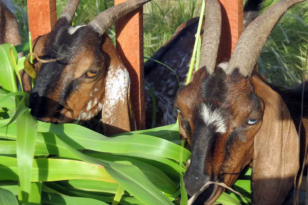 cabras verbena