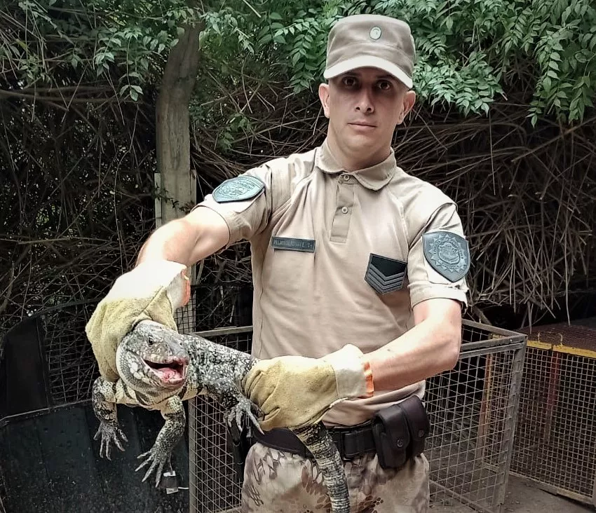 Encuentran lagarto overo en una vivienda de Alto Alberdi