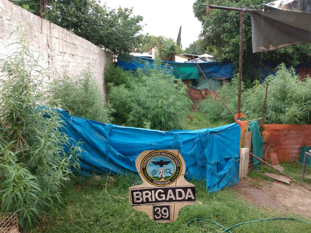 granja de funes marihuana