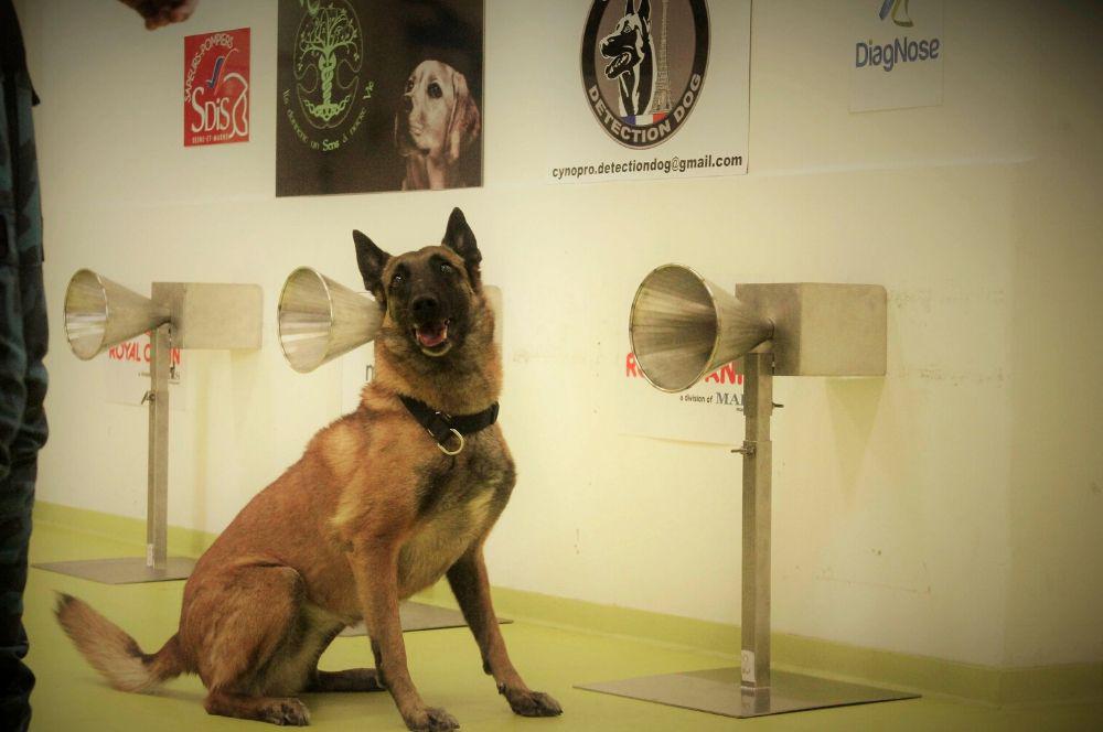 Perros coronavirus UBA by Telam