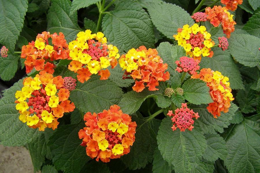 Verbena