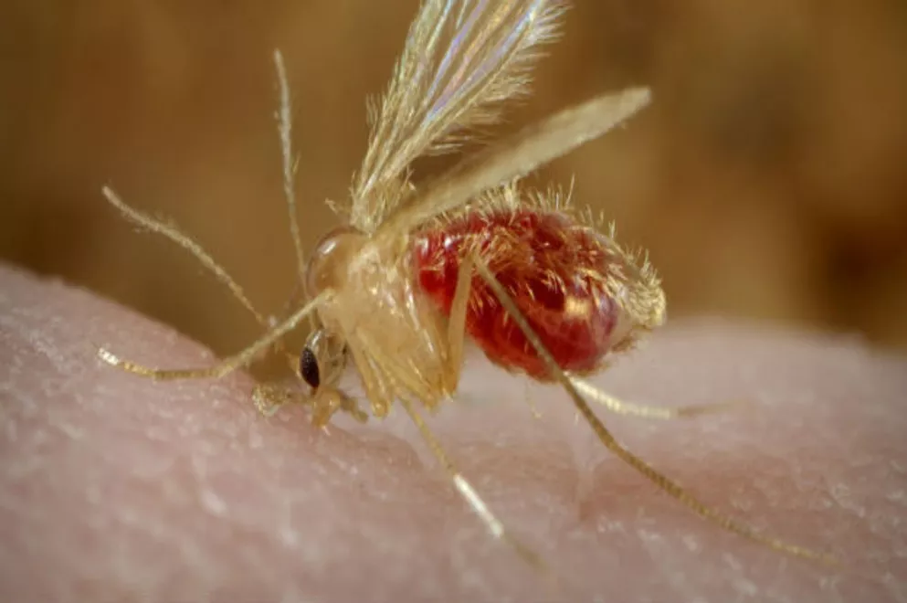leishmaniasis canina
