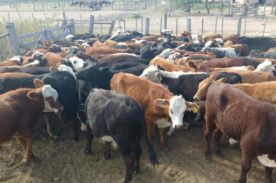 bovinos abigeato by Gobierno de la Provincia