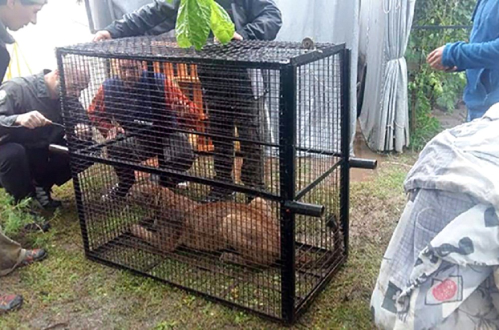 puma en cautiverio rio tercero foto prensa del gobierno de cordoba