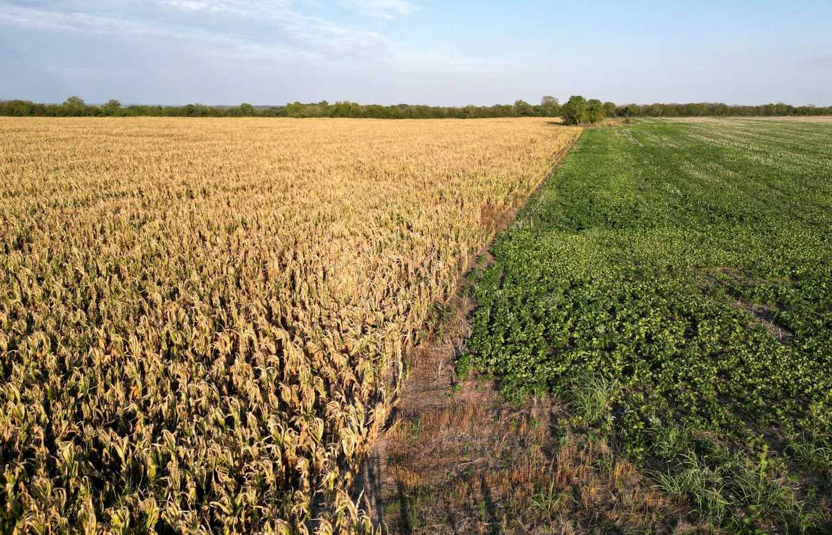 La cosecha de girasol finalizó con un alza del 15% a nivel nacional