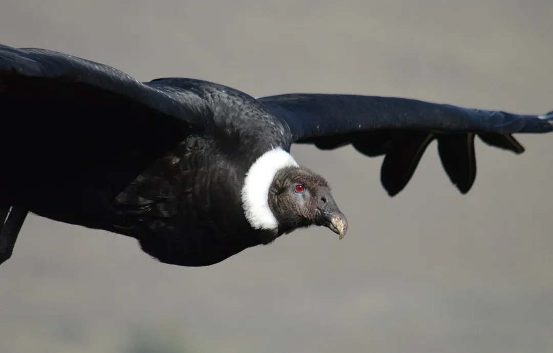 Fauna amenazada 1