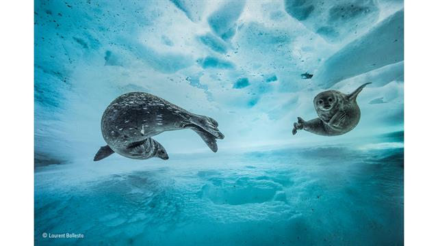 Las fotos finalistas del Wildlife Photographer of the Year