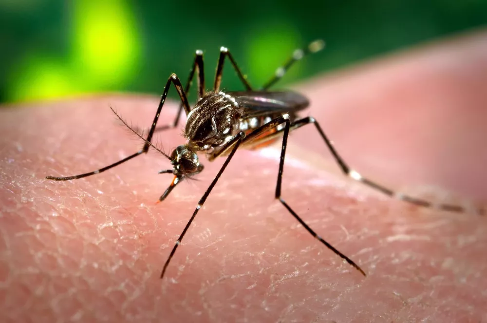 Mosquito dengue Aedes Aegypti