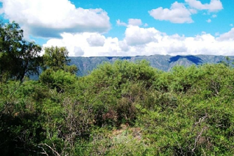 Bosque nativo centediario