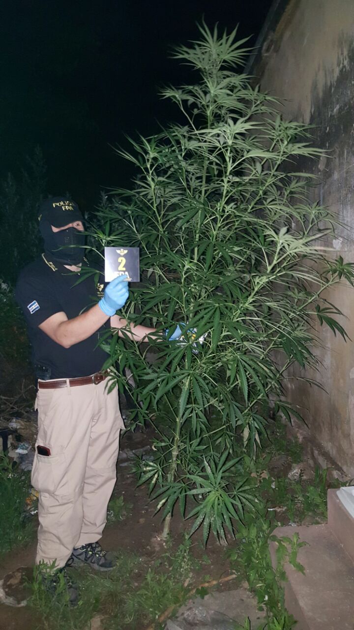 marihuana