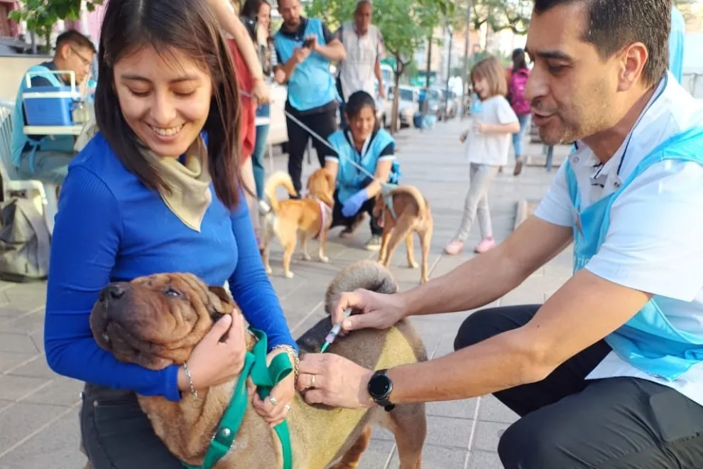 vacunación mascotas