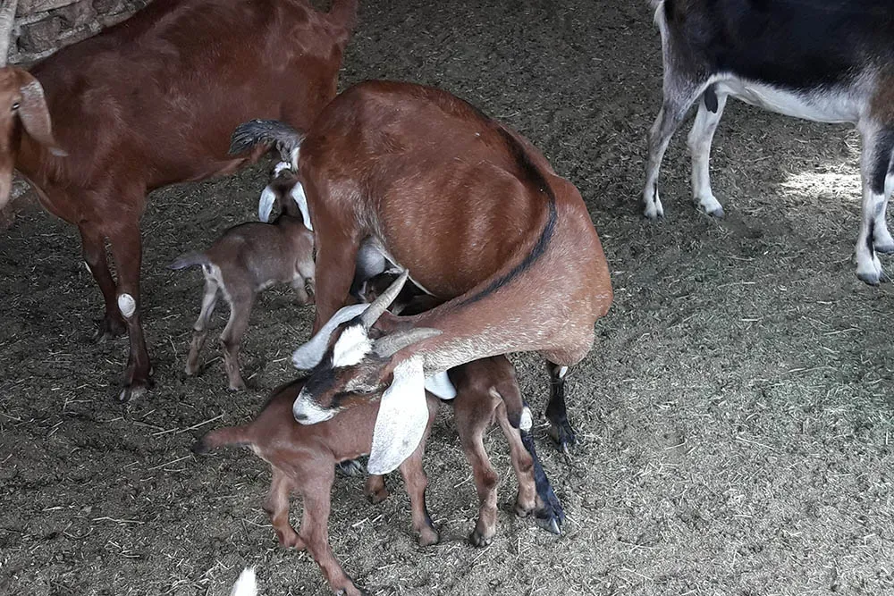 Cabras 1